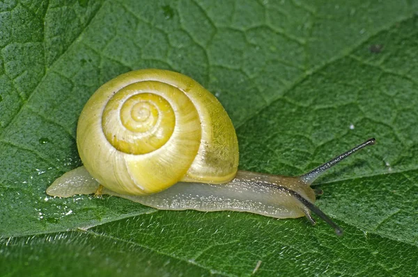 Cepaea Hortensis Kerti Csiga — Stock Fotó