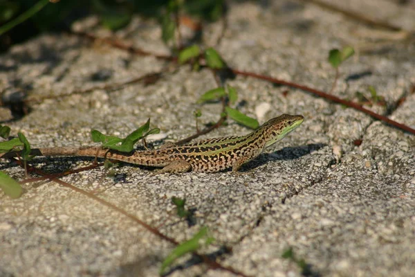 Primer Plano Lagarto Hábitat Concepto Salvajismo —  Fotos de Stock