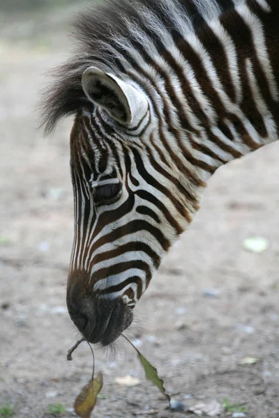 Animal Africain Zèbre Noir Blanc — Photo