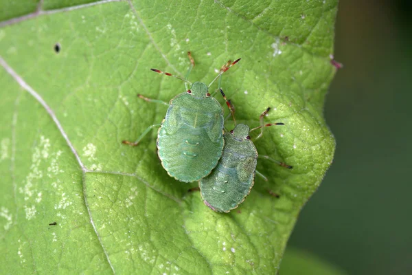 Yeşil Kokulu Böcek Larvaları — Stok fotoğraf