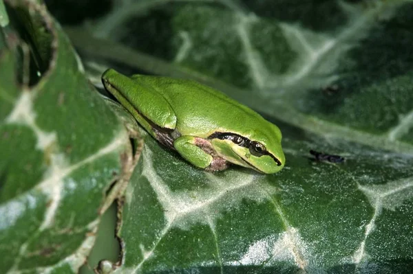 Żaba Drzewna Śródziemnomorska Hyla Meridionalis Żaba Drzewna Bez Pasków — Zdjęcie stockowe