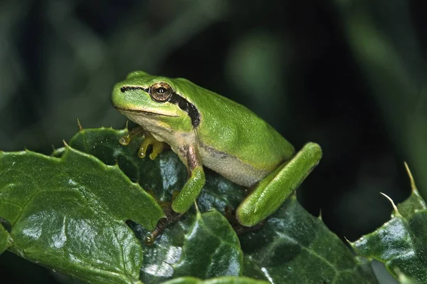 Mediterranean Tree Frog Hyla Meridionalis — Stock Photo, Image