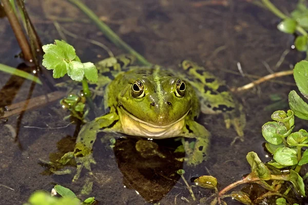 수있는 개구리 라나에 — 스톡 사진