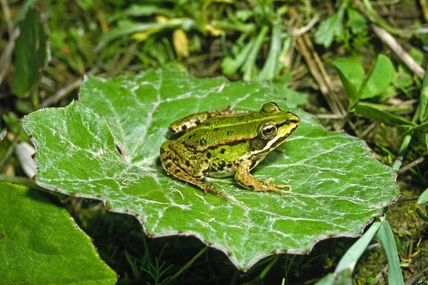 Amphibientier Wildfrosch — Stockfoto