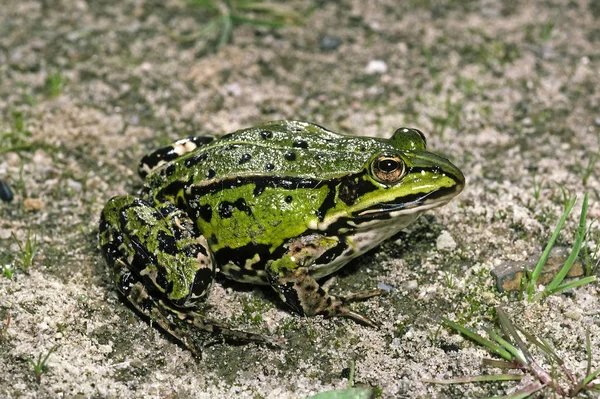 Comestível Rana Esculenta Comestível — Fotografia de Stock