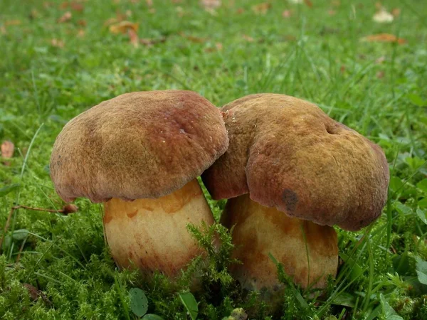 Ormanda Büyüyen Mantarlar Doğa Geçmişi — Stok fotoğraf