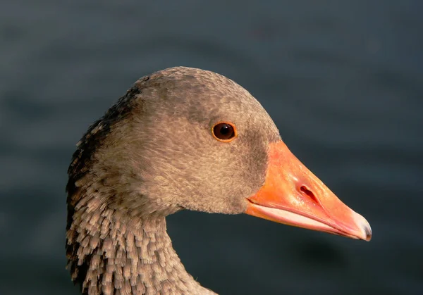 Malowniczy Widok Piękną Gęś Greylag Obrazek Stockowy