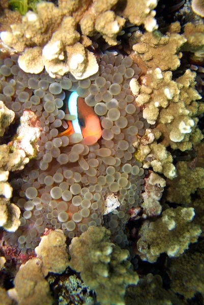 海底小丑鱼 图库照片