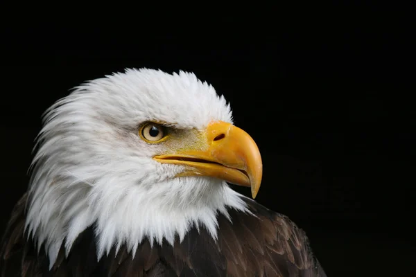 Vacker Utsikt Över Majestätisk Skallig Örn Vild Natur — Stockfoto