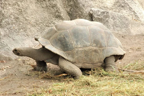 Réptil Tartaruga Criatura Animal — Fotografia de Stock