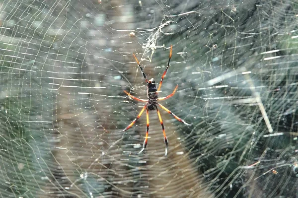 Pók Bogár Ijesztő Rovar — Stock Fotó