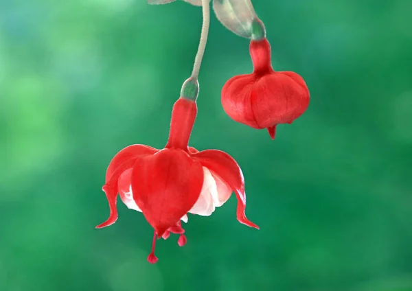 Vacker Utsikt Över Vackra Blommande Fuchsia — Stockfoto