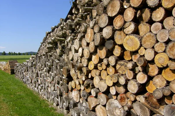 Dřevo Podpal Kmeny Stromů — Stock fotografie
