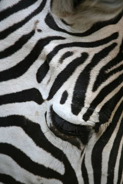 Verlenen Zebra Equus Burchelli Granti — Stockfoto