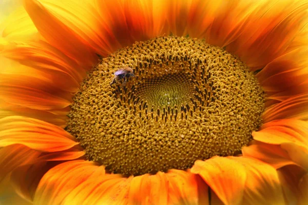 Girasol Vista Cerca —  Fotos de Stock