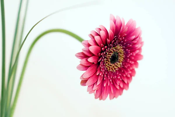 Gerbera Pétalas Flores Florescendo — Fotografia de Stock