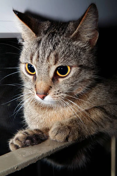 Сбежавшая Кошка Коридоре — стоковое фото