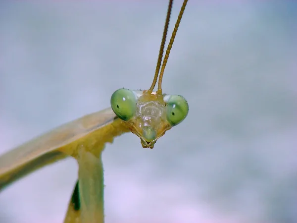 야생계에 해충의 잡동사니 — 스톡 사진