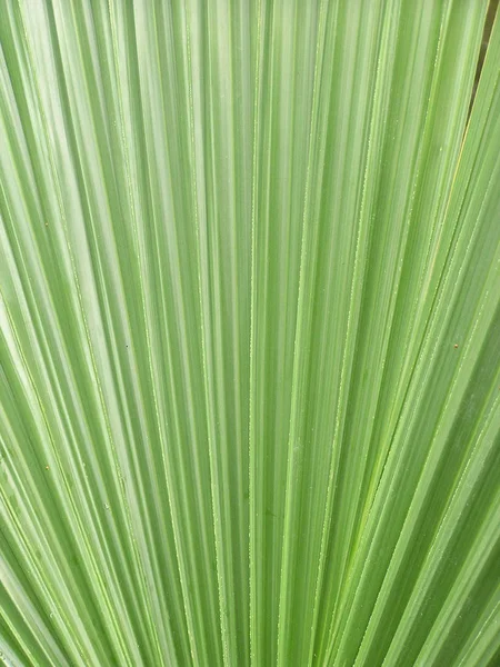 Hermoso Plano Botánico Fondo Pantalla Natural — Foto de Stock