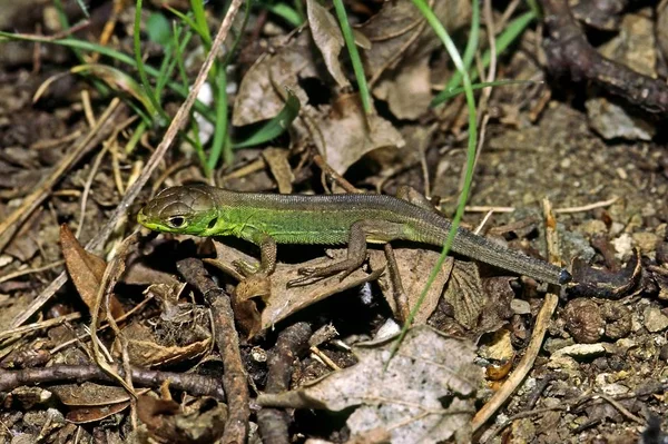 Primo Piano Della Lucertola Habitat Concetto Natura Selvaggia — Foto Stock