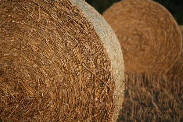 Bales Sternble — стоковое фото