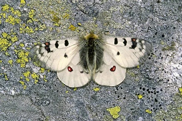 Parnassius Phoebus Apollon Alpin — Photo