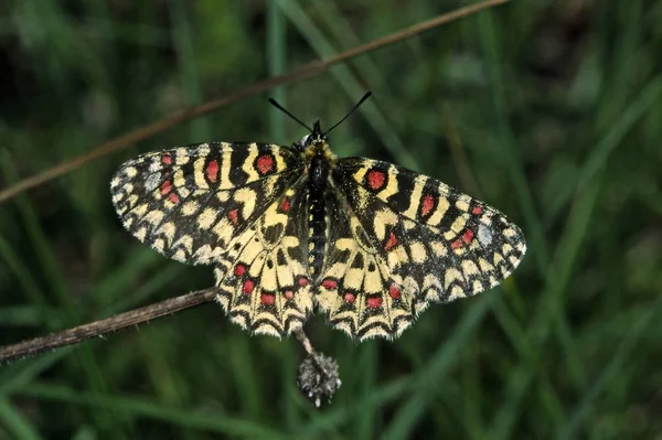 Zerynthia Rumina Španělský Motýl Velikonoční Lupa — Stock fotografie