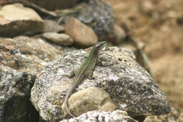 lizard on the stone in the park, close-up