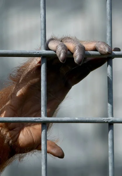 Zbliżenie Zwierząt Zoo — Zdjęcie stockowe