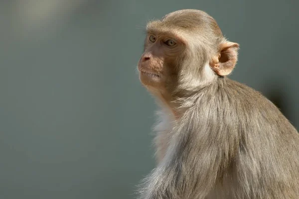 動物園での動物の閉鎖 — ストック写真