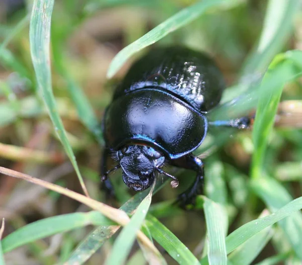 Vue Rapprochée Petit Coléoptère Des Bouses — Photo