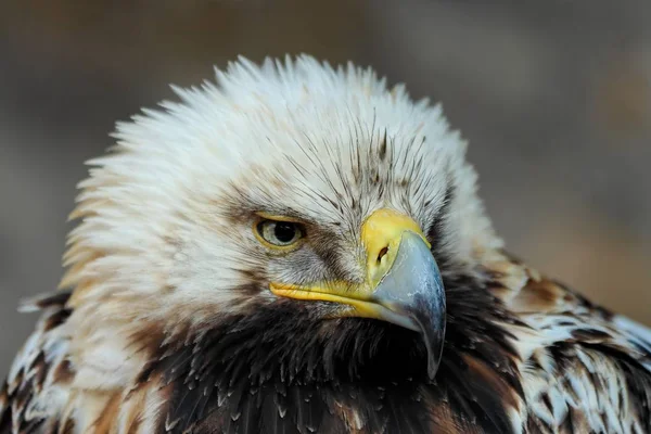 scenic view of majestic golden eagle at wild nature