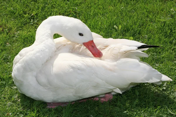 Naturskön Utsikt Över Gåsfågeln Naturen — Stockfoto