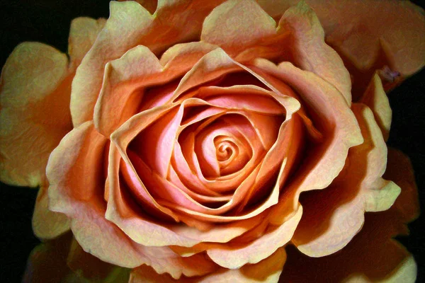 Rose Tachetée Dans Peinture Huile — Photo