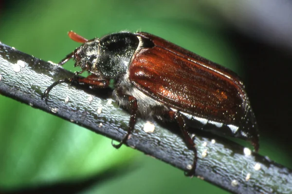 Close Brown Enormous Cockchafer — Stock Photo, Image