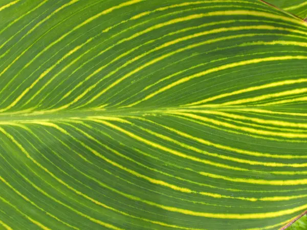 Leaf Detail Leaf Green Leaf Striped Leaf Geadertes Journal — Stock Photo, Image