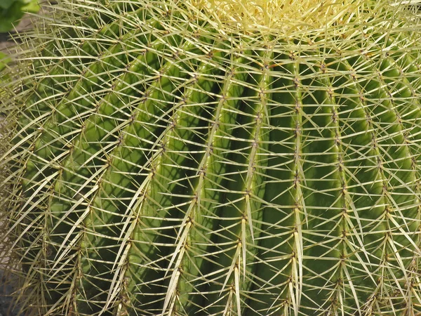 Cactus Pianta Tropicale Flora — Foto Stock