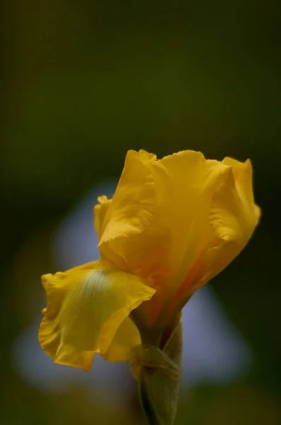 美しいユリの花の近景 — ストック写真