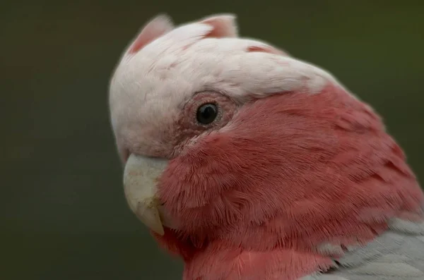 Schilderachtig Uitzicht Prachtige Kakadu Vogel — Stockfoto