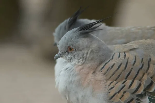 Schilderachtig Uitzicht Duivenvogels — Stockfoto