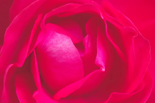 Růže Okvětní Lístky Flóra Krásy — Stock fotografie