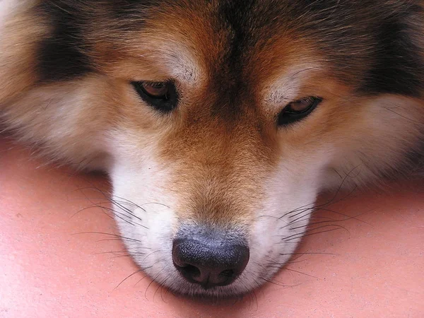 Porträt Eines Süßen Hundes — Stockfoto