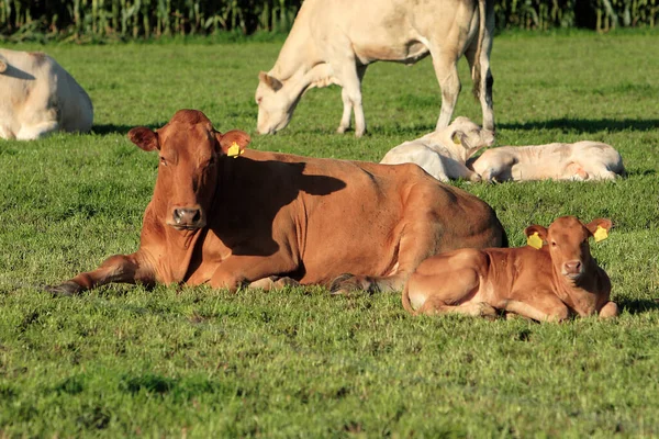 Vacas Paisaje Natural Enfoque Selectivo —  Fotos de Stock