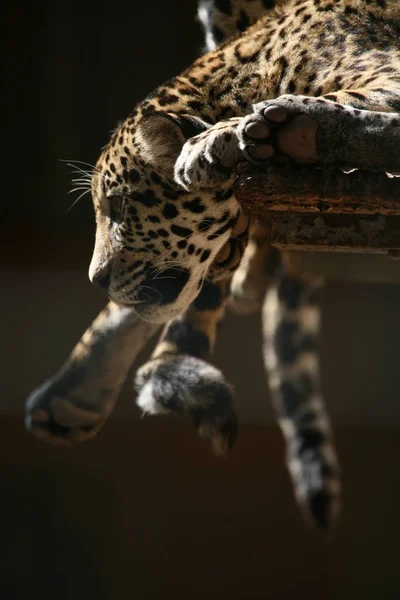 재규어 사냥꾼 고양이과 — 스톡 사진