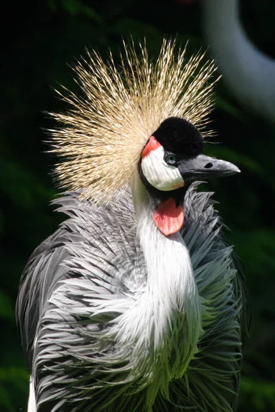 Oost Afrikaanse Gekroonde Kraan — Stockfoto