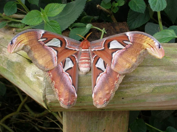 Falena Atlante Attacus Atlas Originaria Del Sudest Asiatico Considerata Farfalla — Foto Stock