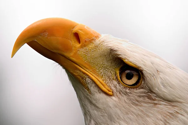 Malerischer Blick Auf Den Majestätischen Weißkopfseeadler — Stockfoto