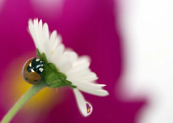 Afbeelding Van Madeliefje Volle Bloei — Stockfoto