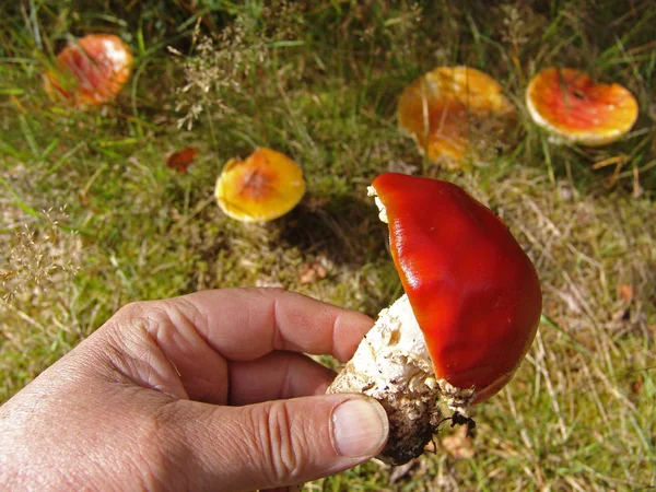 Red Toadstool Belongs Group Poisonous Fungi — Stock Photo, Image