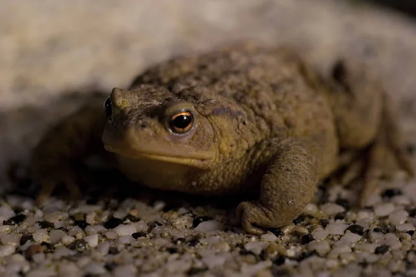 Photo Été Prise Nuit Sans Flash Mais Avec Une Longue — Photo